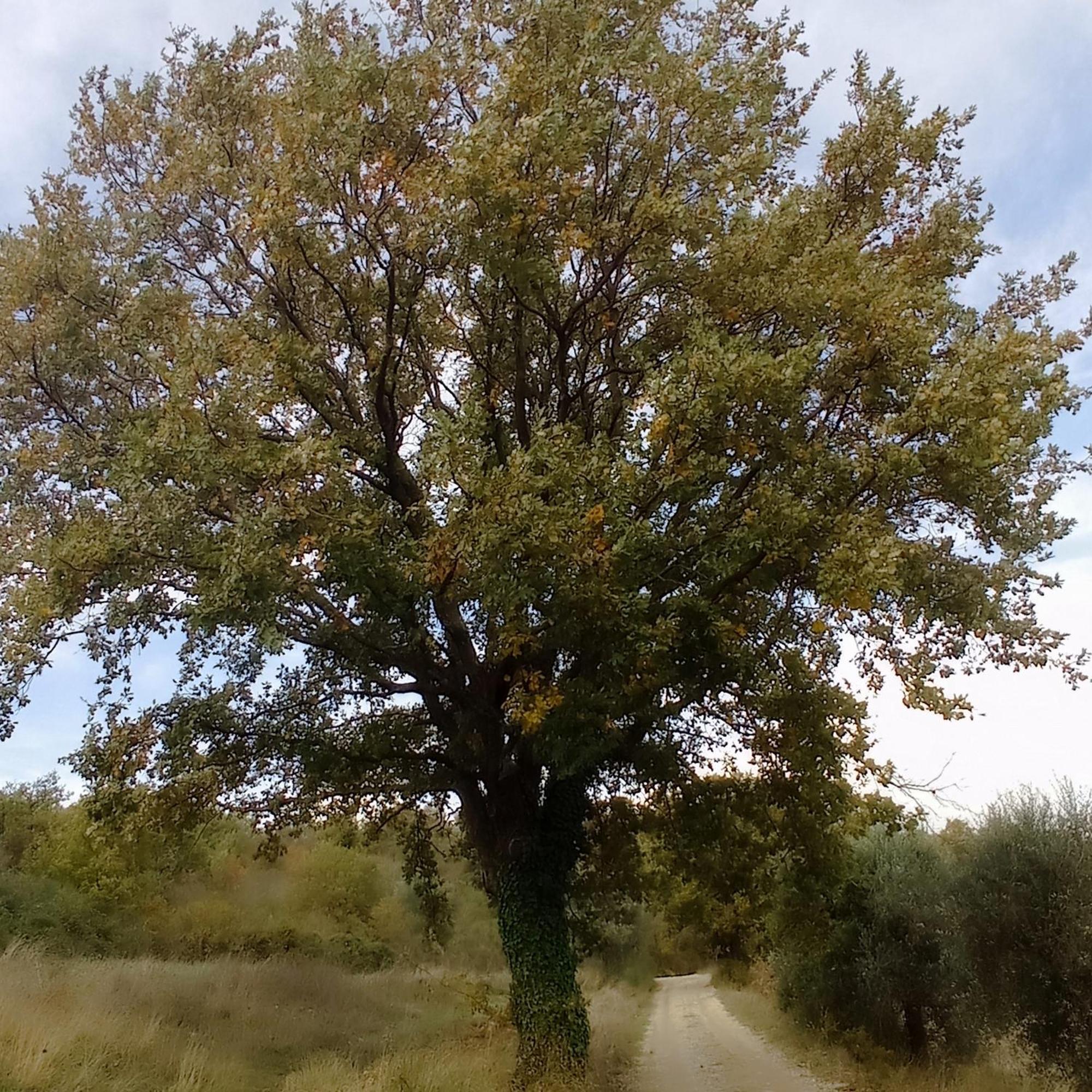 B&B Casale Ormano San Venanzo Εξωτερικό φωτογραφία